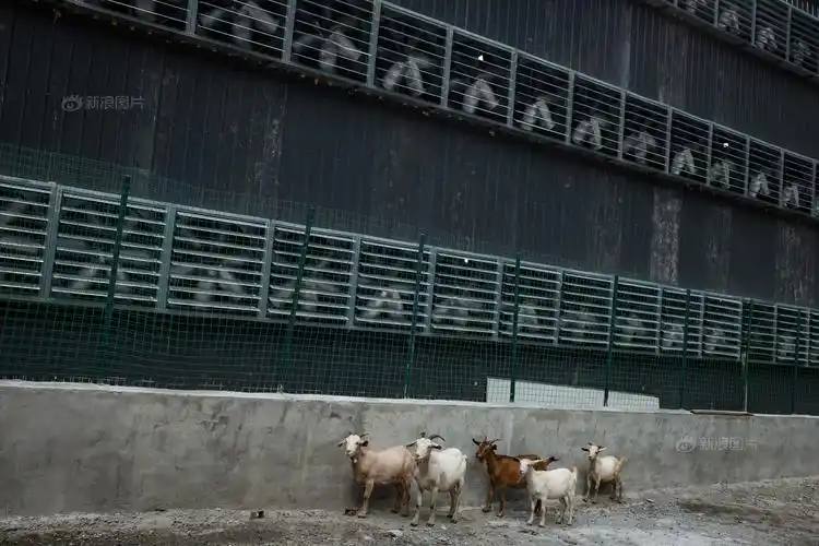 Rows of mining rigs humming in a large, temperature-controlled mining farm.